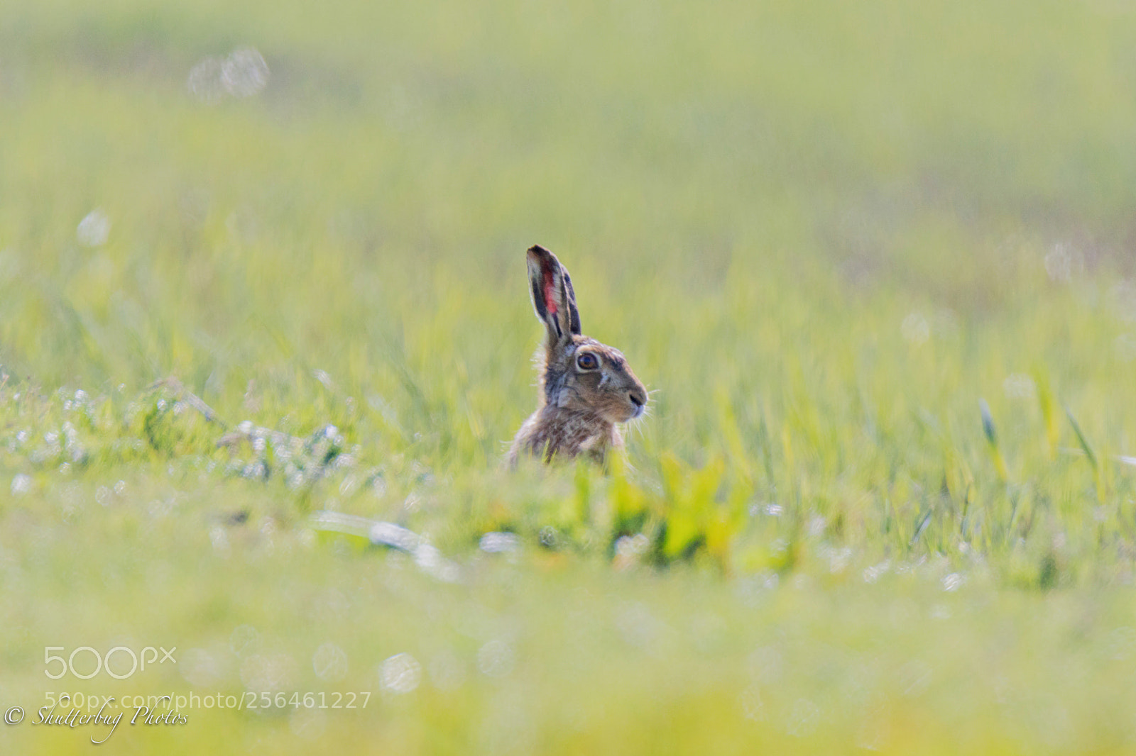 Canon EOS 80D sample photo. A single hare in photography