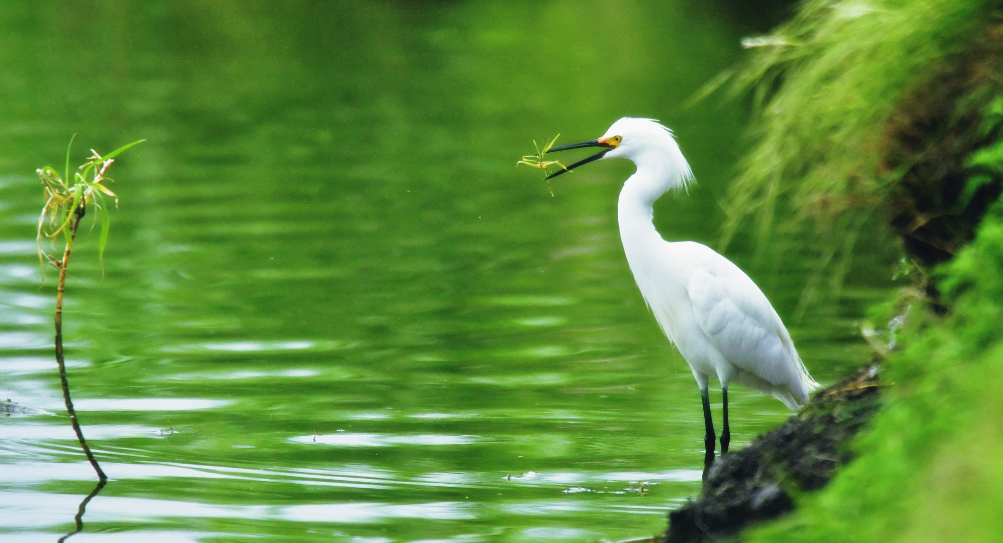 Nikon AF-S Nikkor 400mm F2.8D ED-IF II sample photo. Just plucked photography