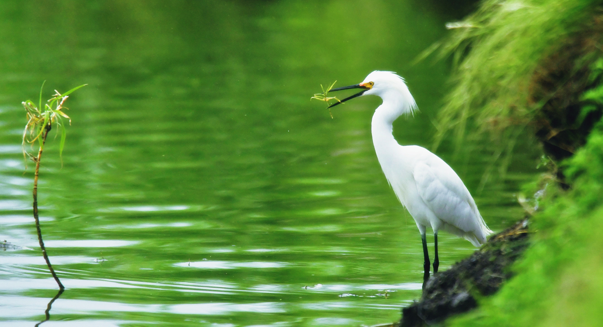 Nikon AF-S Nikkor 400mm F2.8D ED-IF II sample photo. Just plucked photography