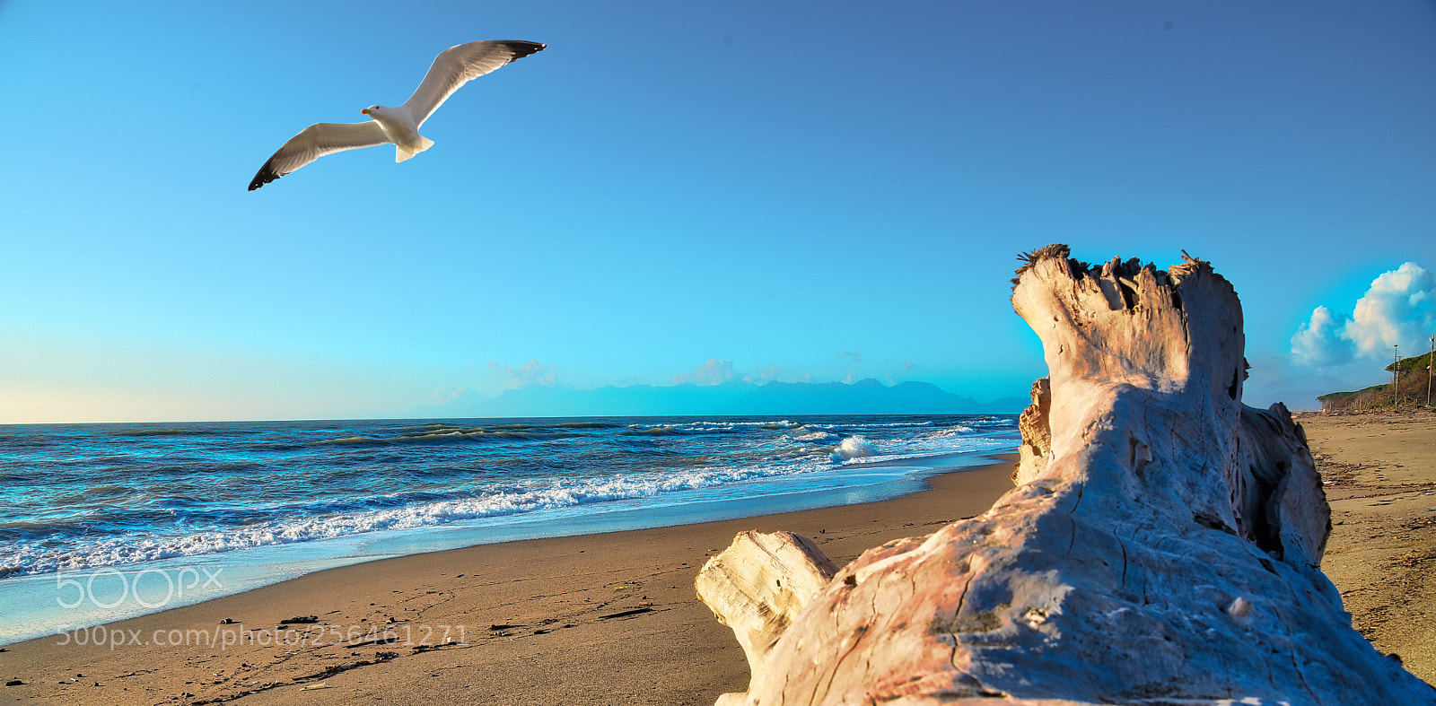 Nikon D750 sample photo. The flight photography