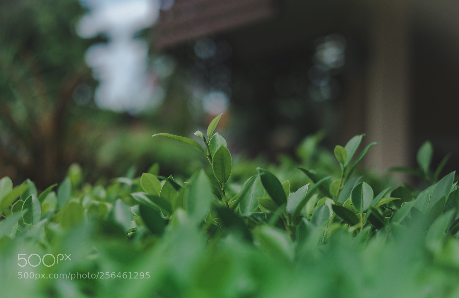 Fujifilm X-T2 sample photo. The green photography