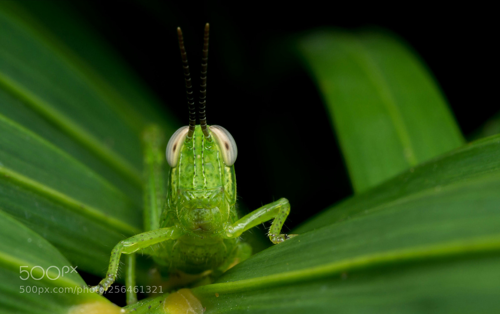 Panasonic Lumix DMC-G85 (Lumix DMC-G80) sample photo. Grasshopper photography