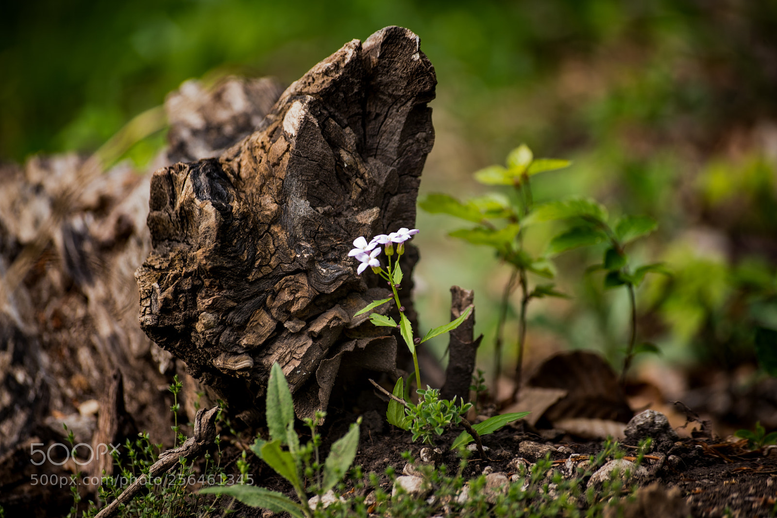 Nikon D750 sample photo. Small flower ii. photography