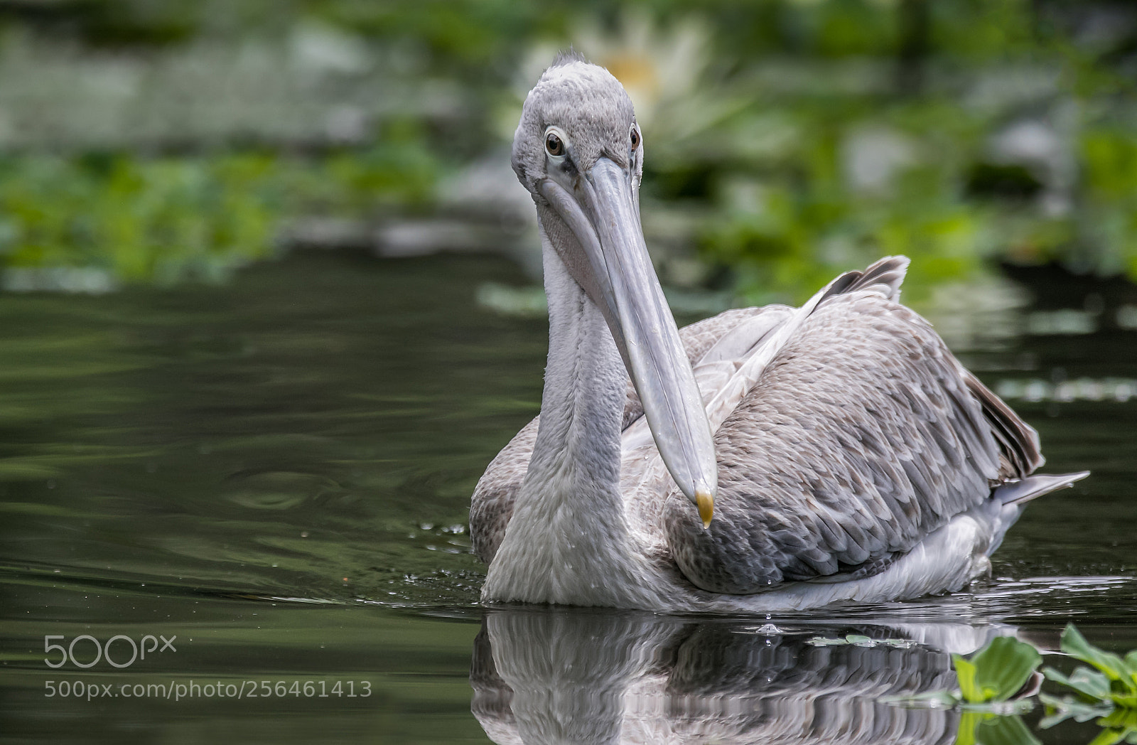 Canon EOS 7D Mark II sample photo. Pretty pelican photography