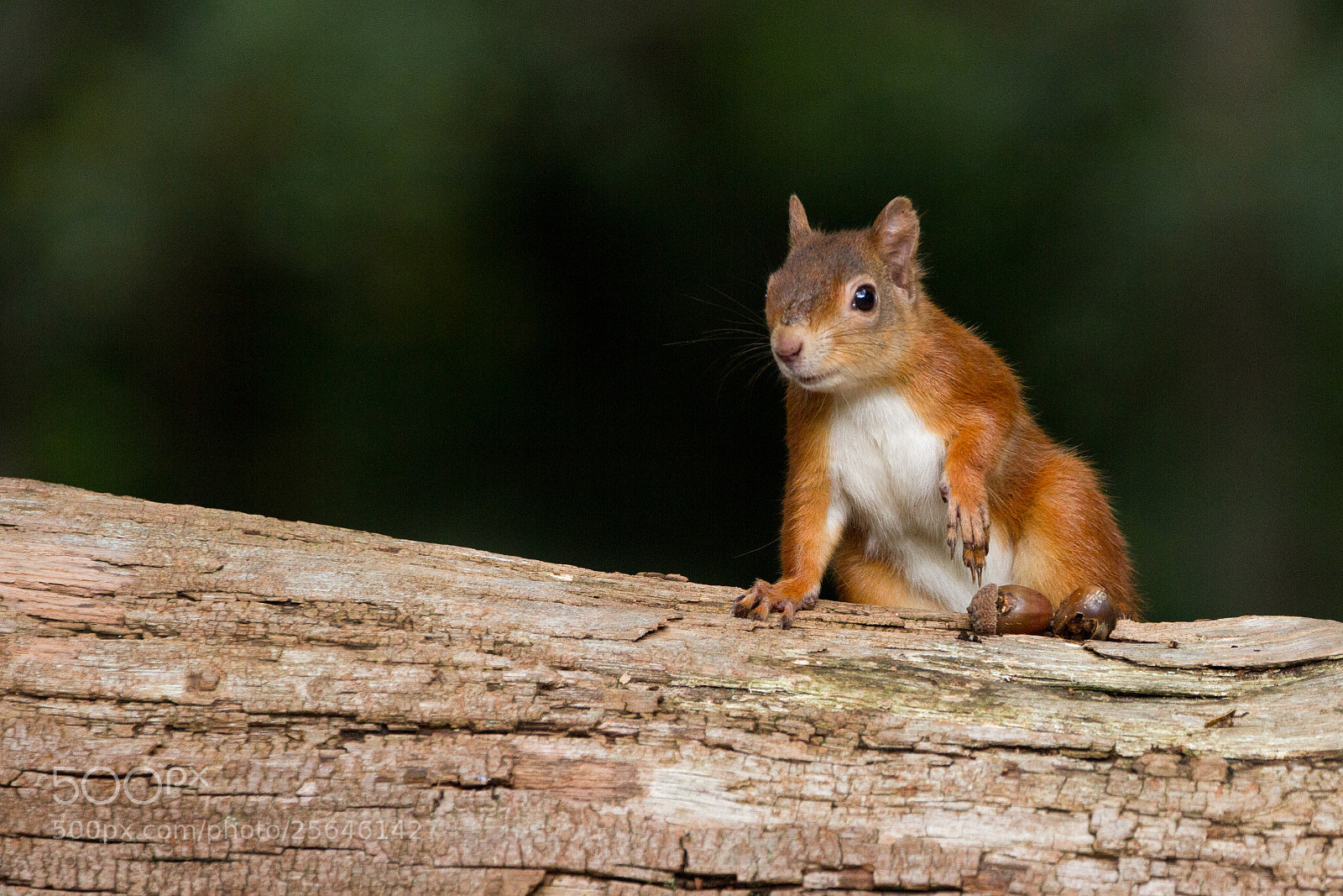 Canon EOS 7D sample photo. European red squirrel sciurus photography