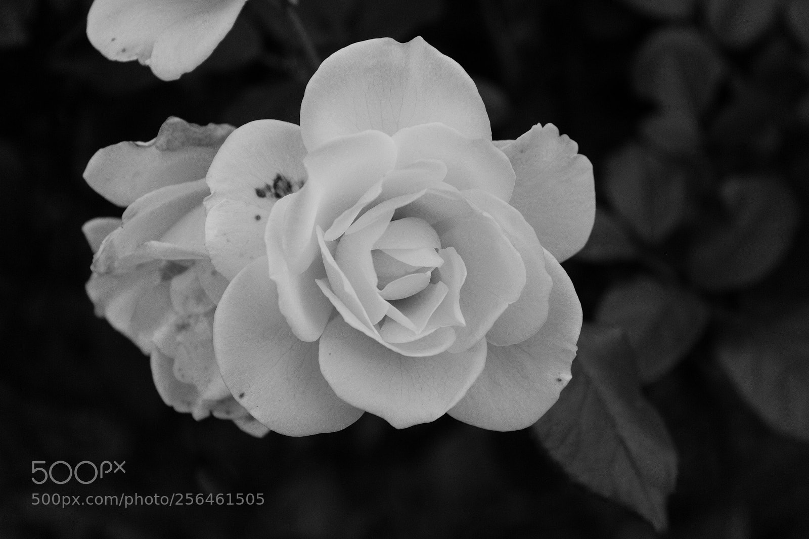Canon EOS 70D sample photo. Almost perfect photography