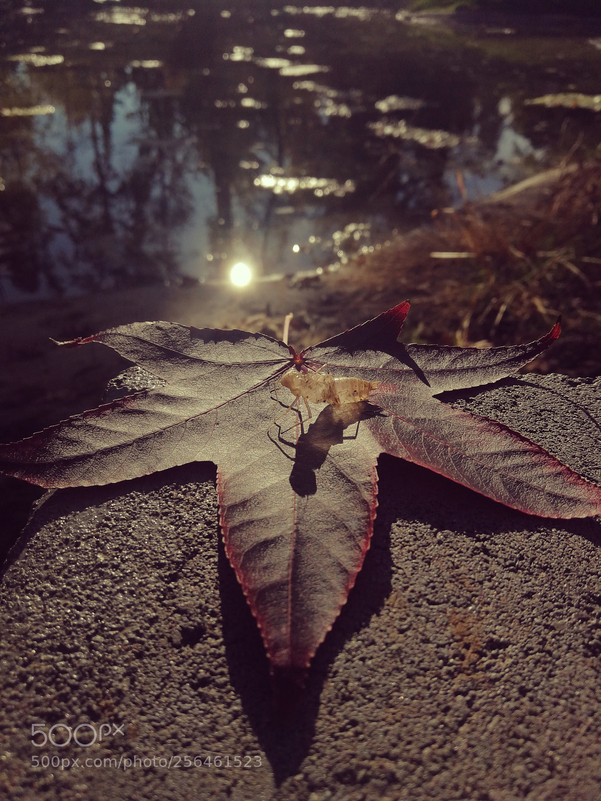 HUAWEI P10 sample photo. Untitled photography