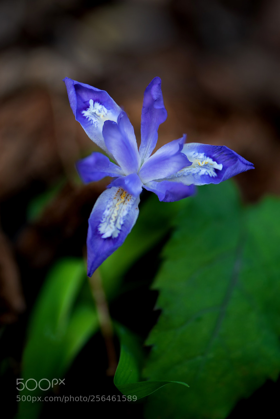 Nikon D850 sample photo. Crested dwarf iris photography