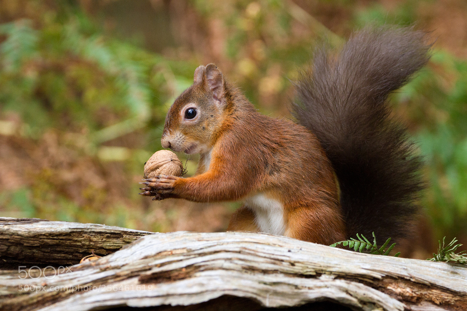 Canon EOS 7D sample photo. European red squirrel sciurus photography