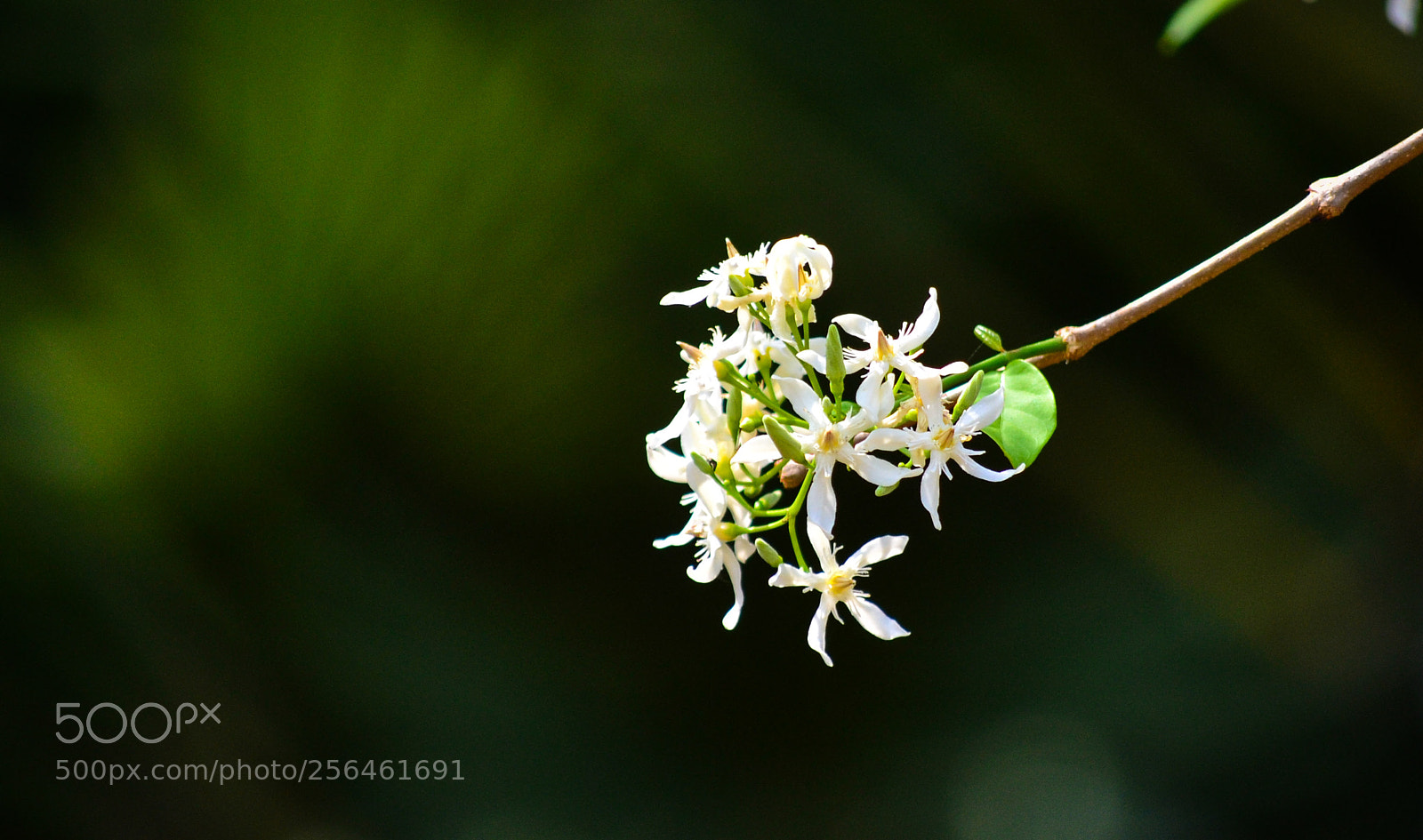 Nikon D3100 sample photo. Born for you !!! photography