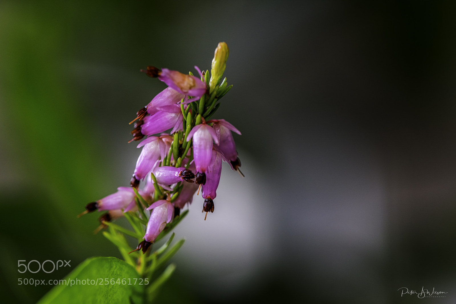 Nikon D810 sample photo. Single photography