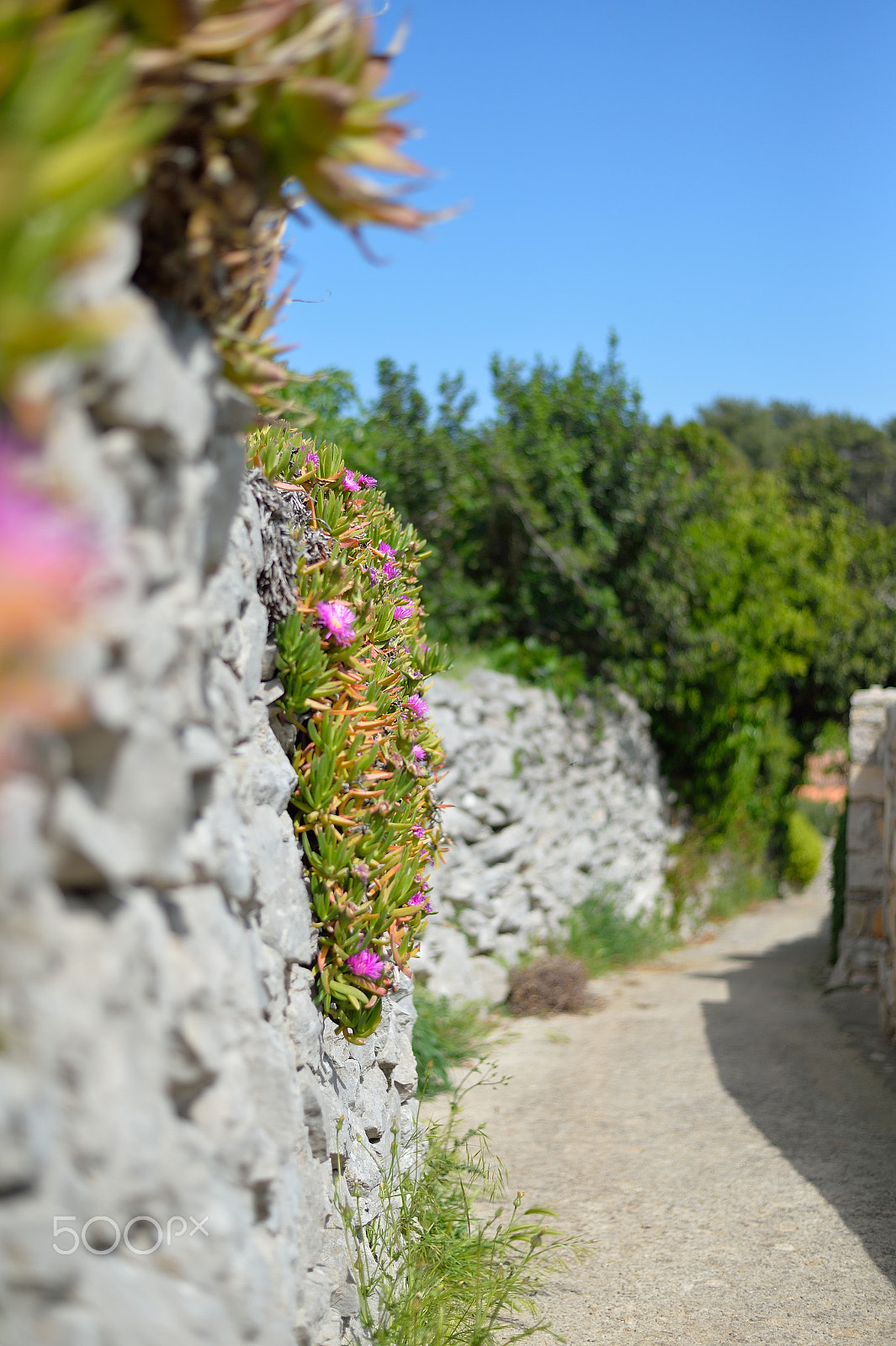 Nikon Df + Nikon AF-S Nikkor 50mm F1.8G sample photo. Beauty on my way photography