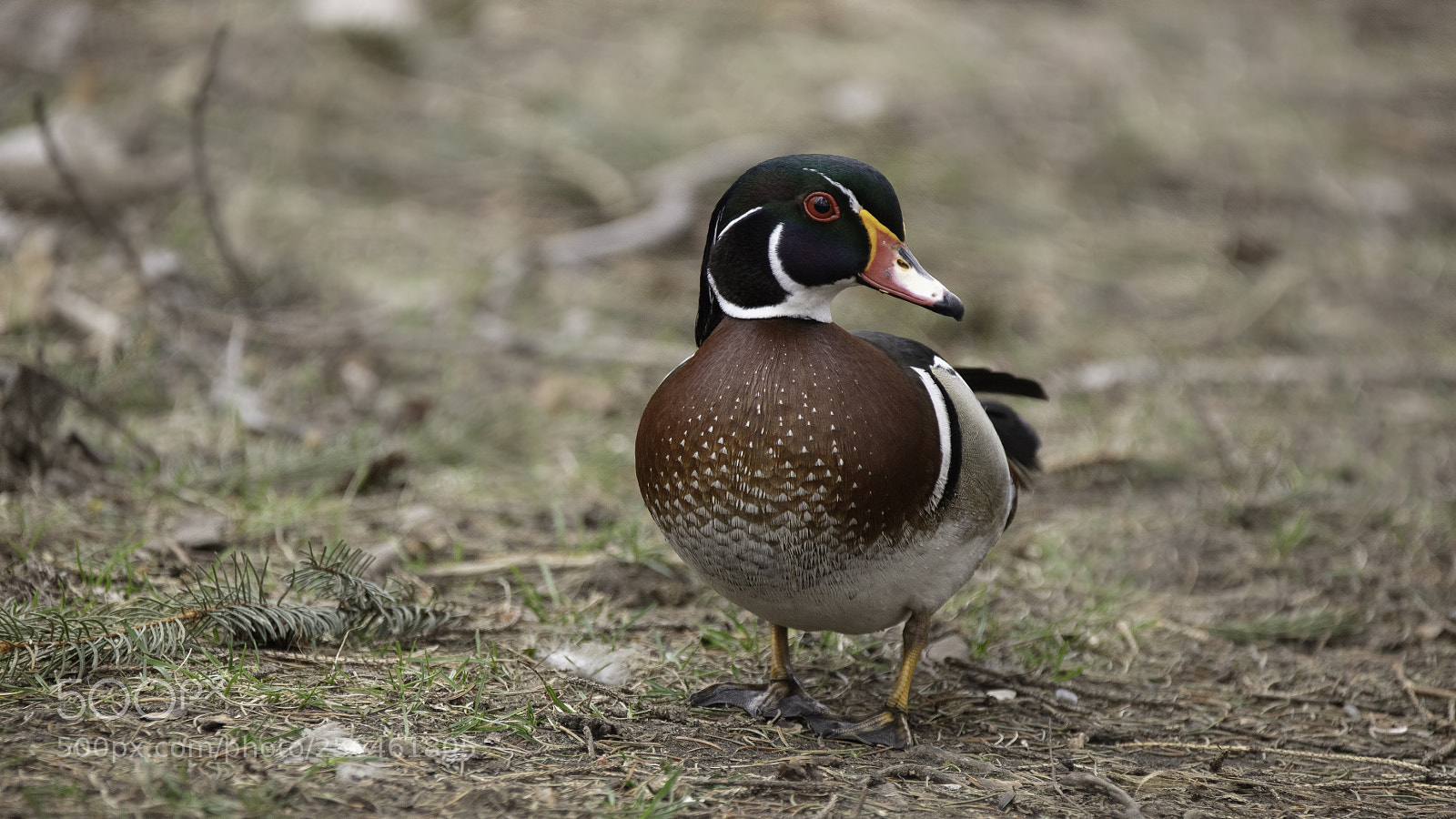 Canon EOS 5DS sample photo. Wood duck photography