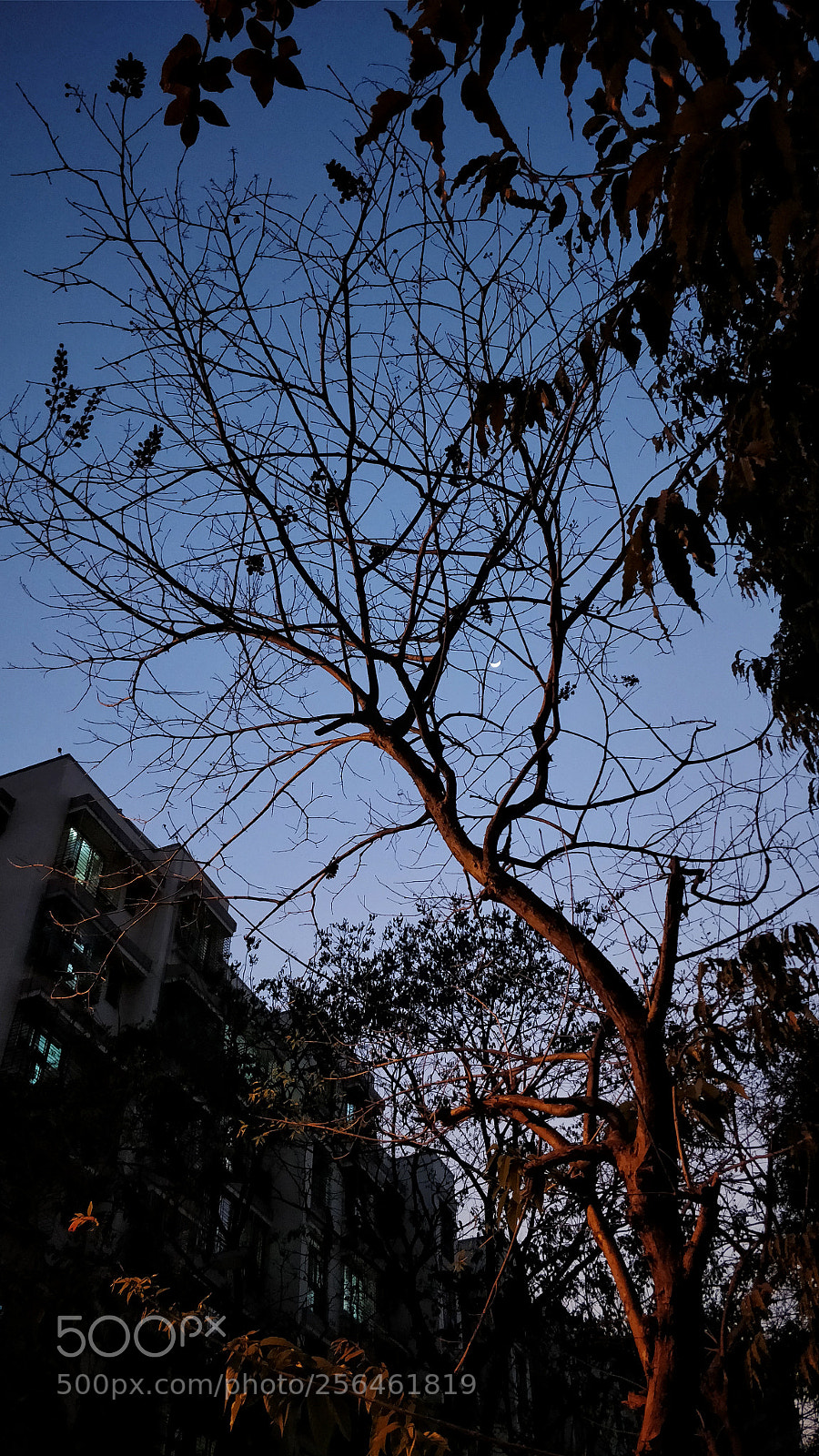 OnePlus 5 sample photo. Life v/s death photography
