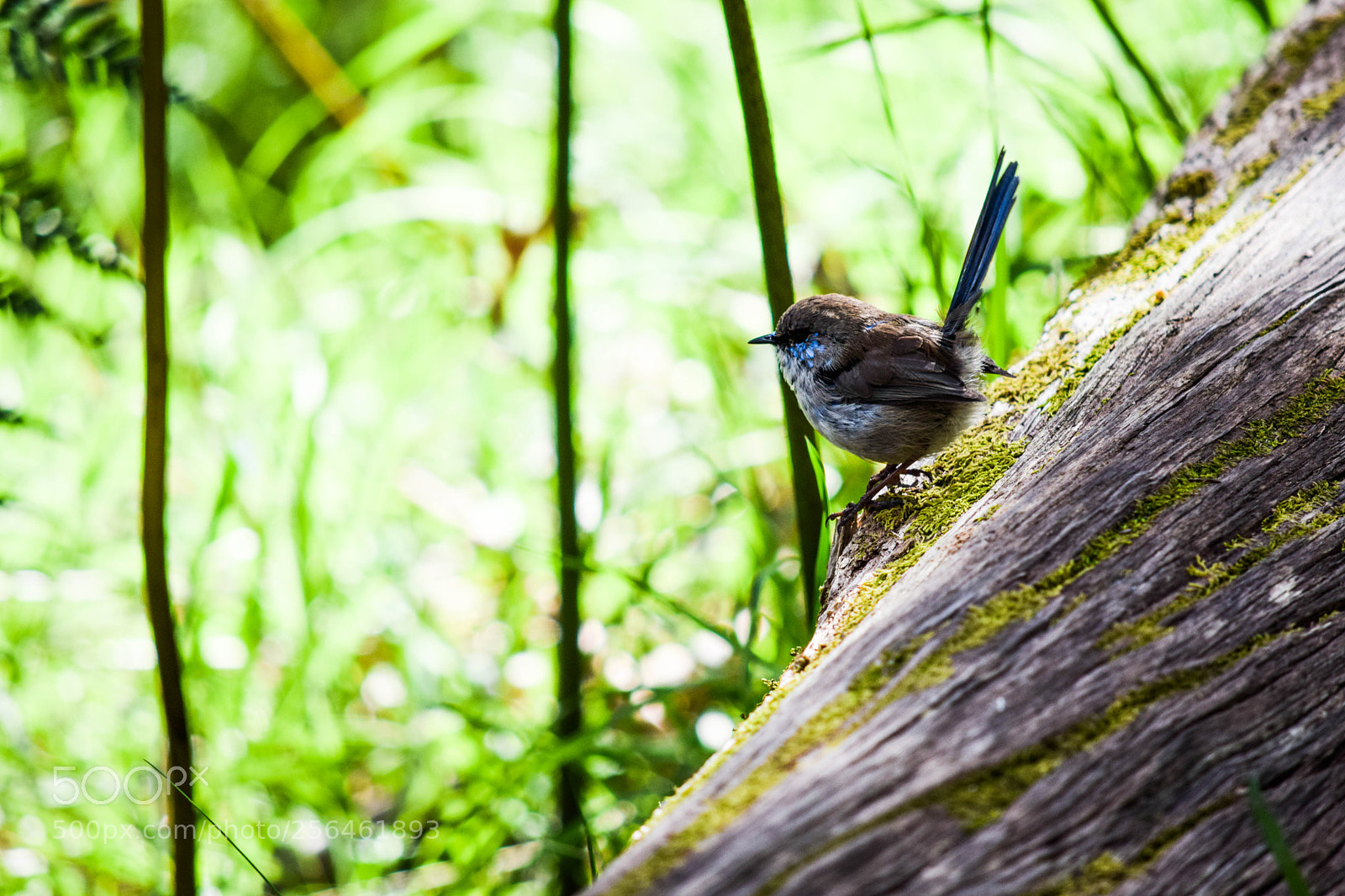 Nikon D3300 sample photo. Bird photography