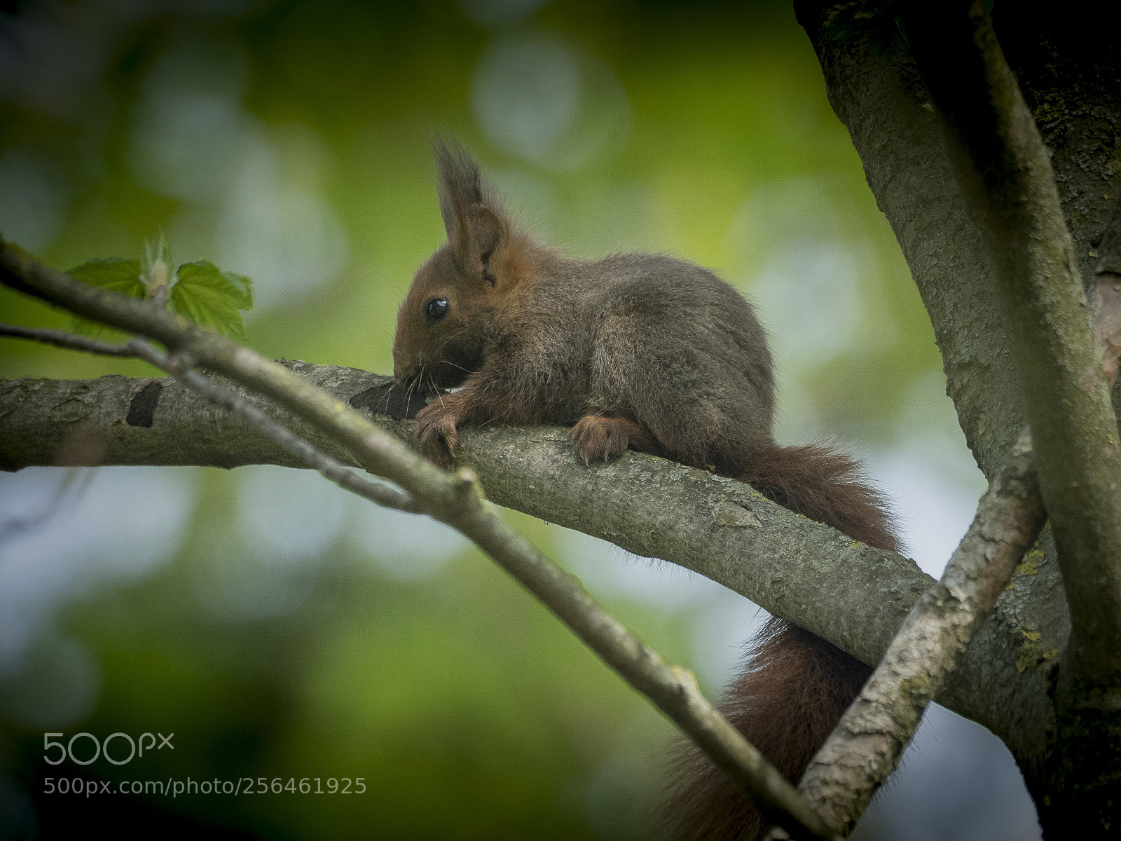 Olympus OM-D E-M1 Mark II sample photo. Squirrel  photography
