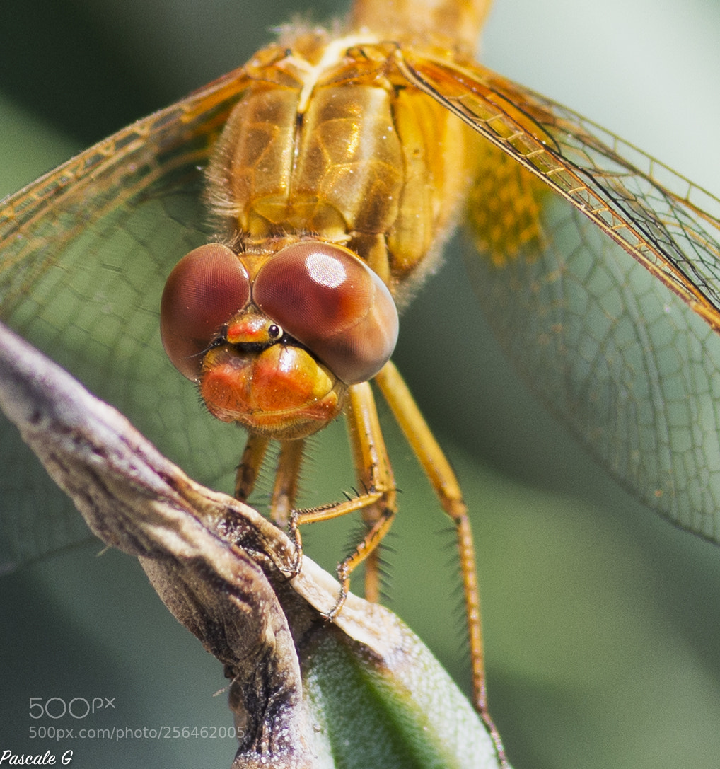 Nikon D7100 sample photo. Dragonfly , closer photography