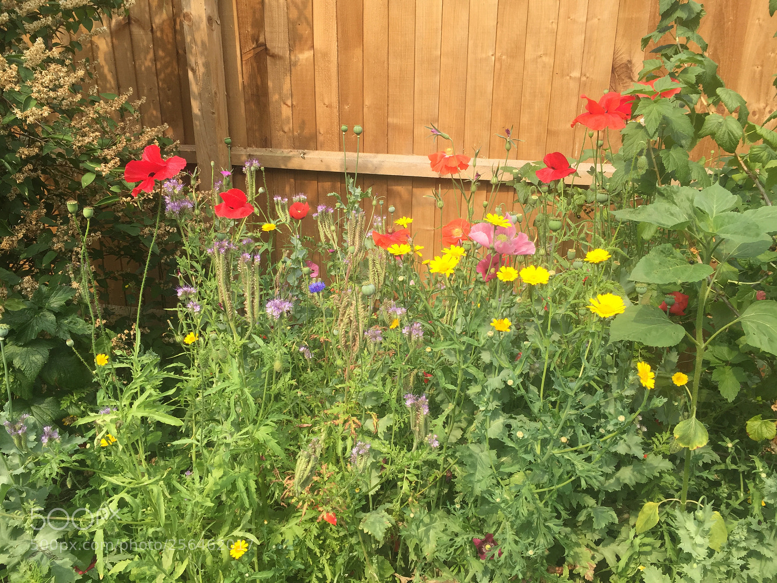Apple iPhone 6 sample photo. In and around ely photography