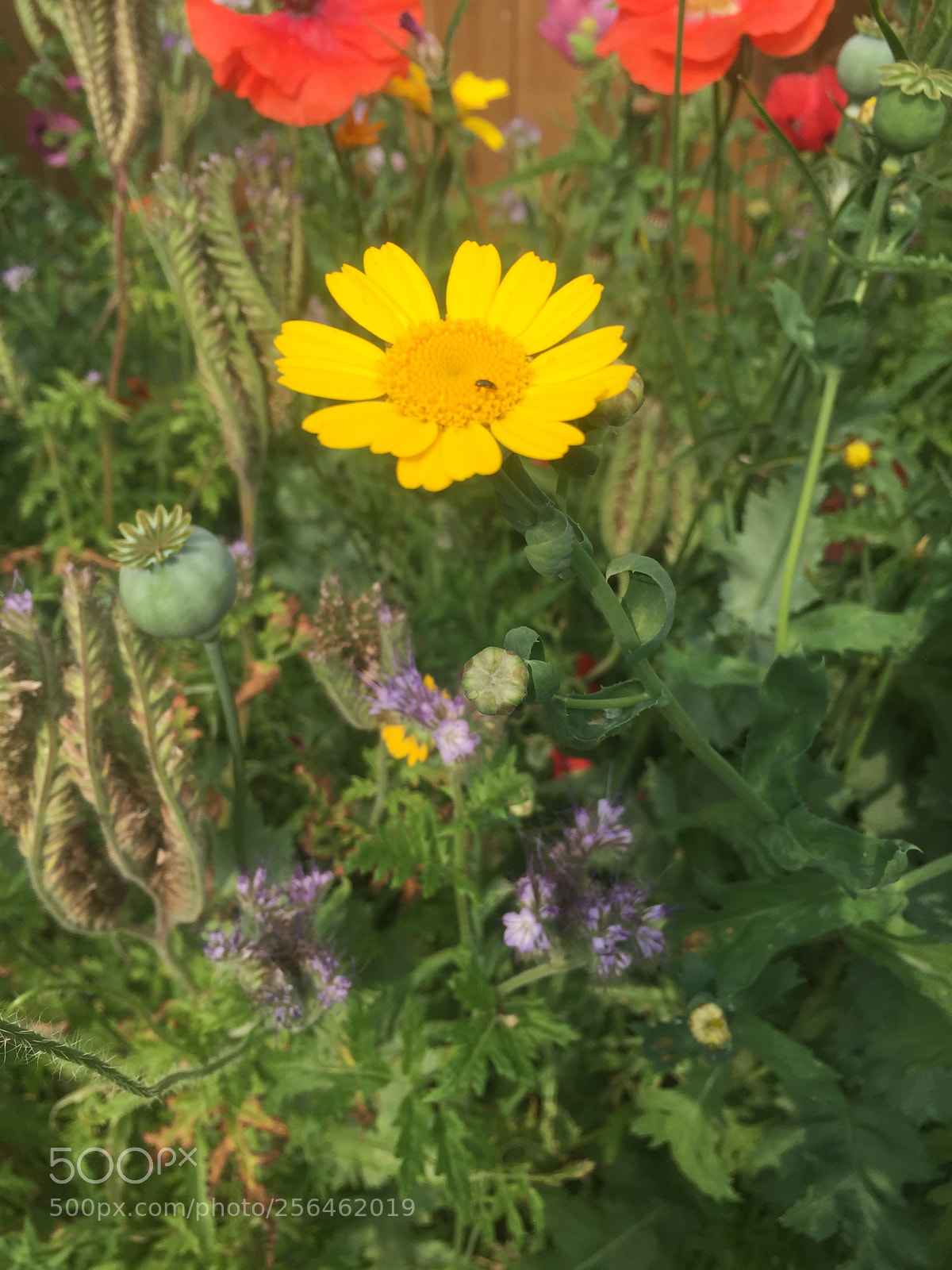 Apple iPhone 6 sample photo. In and around ely photography