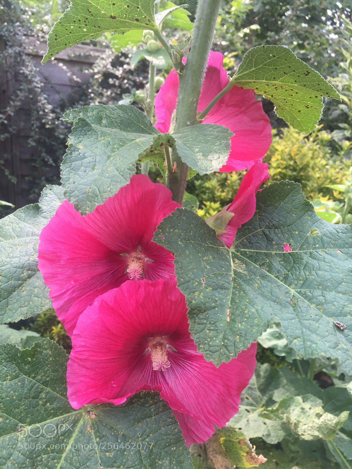 Apple iPhone 6 sample photo. In and around ely photography