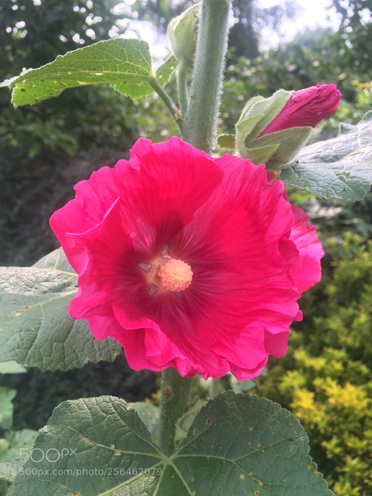 Apple iPhone 6 sample photo. In and around ely photography