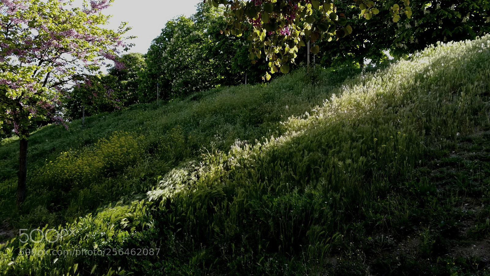 HUAWEI PRA-LX1 sample photo. River of light photography
