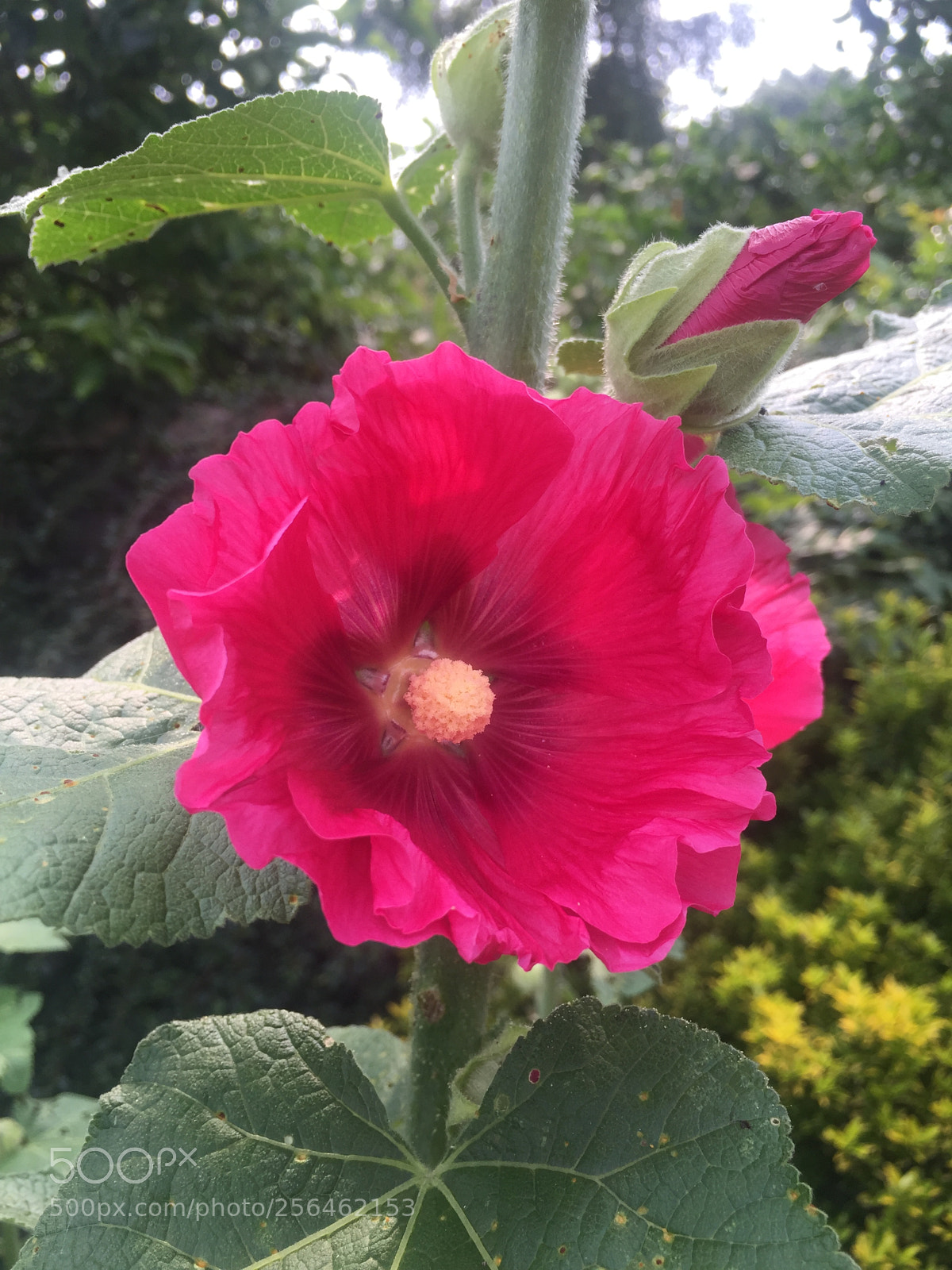 Apple iPhone 6 sample photo. In and around ely photography