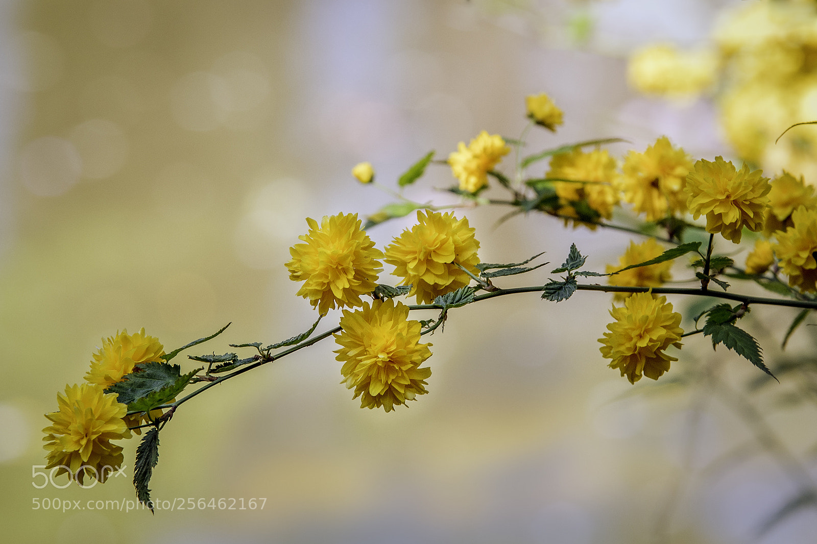 Nikon D500 sample photo. Spring flowers photography