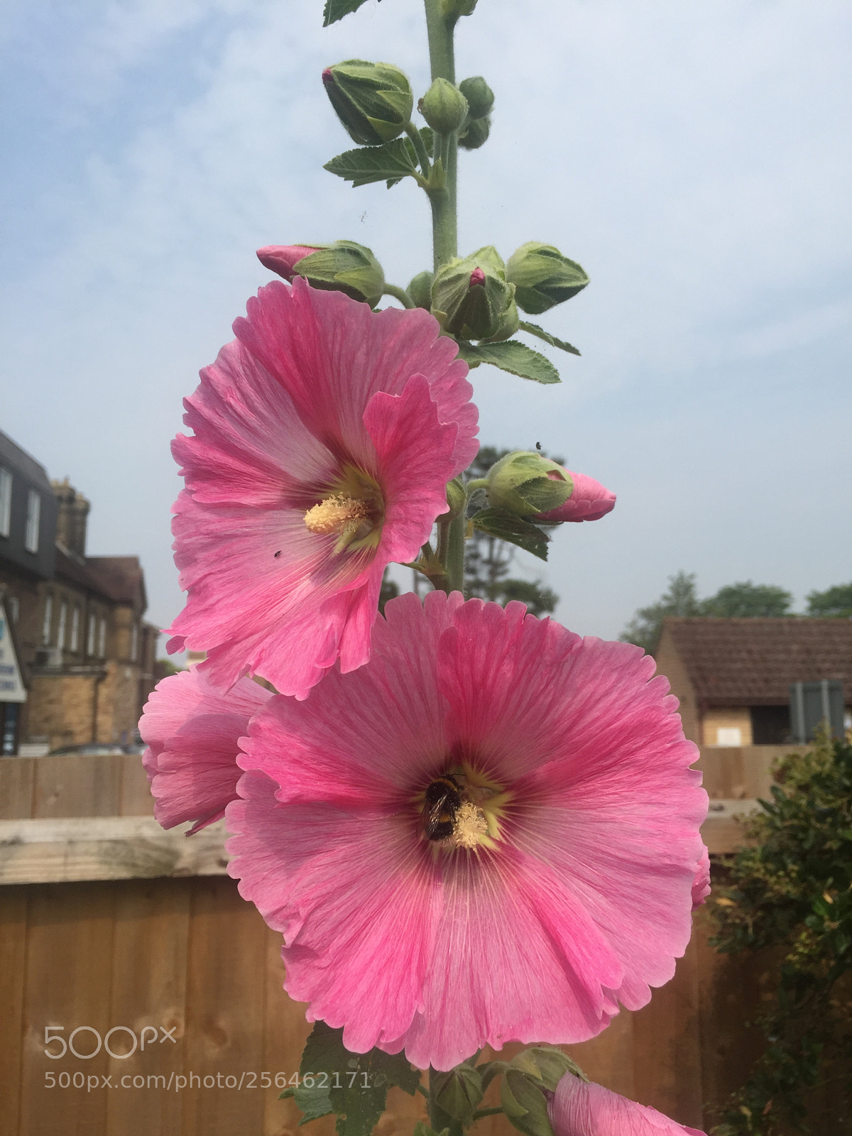 Apple iPhone 6 sample photo. In and around ely photography