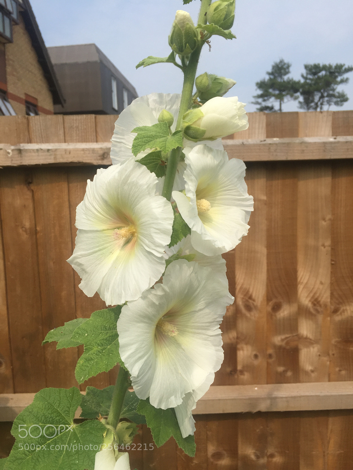 Apple iPhone 6 sample photo. In and around ely photography