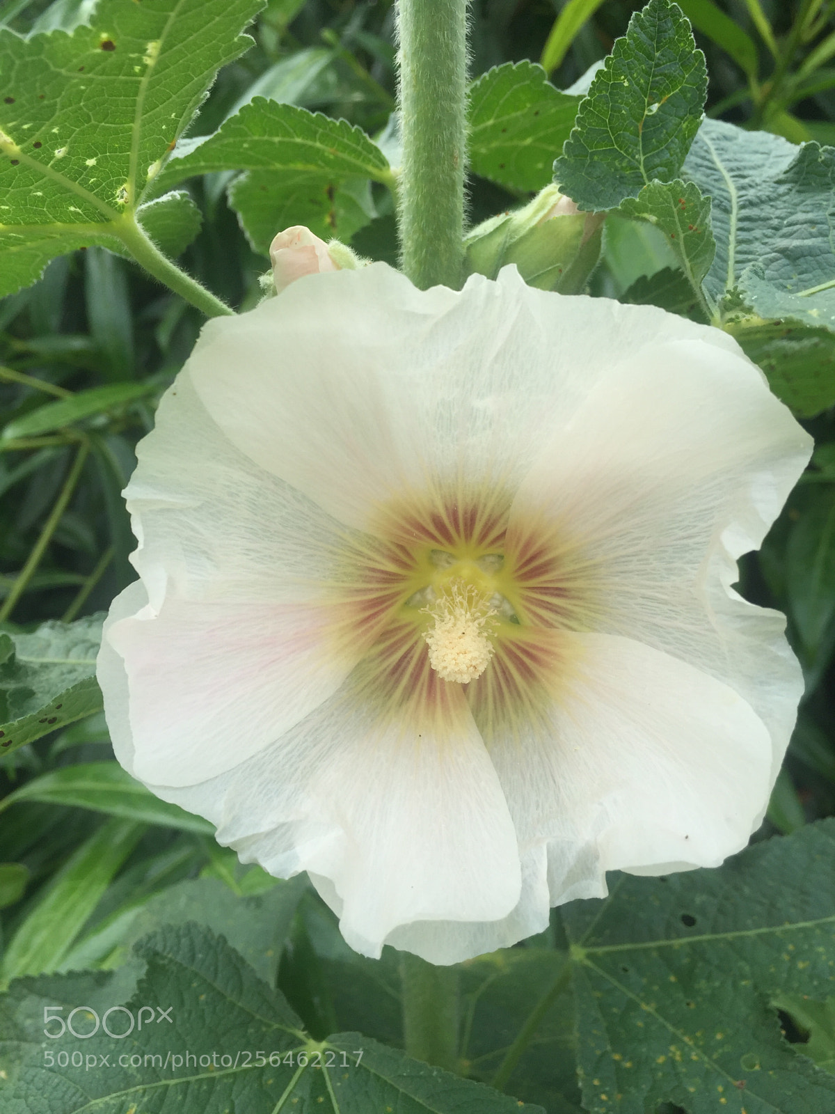 Apple iPhone 6 sample photo. In and around ely photography