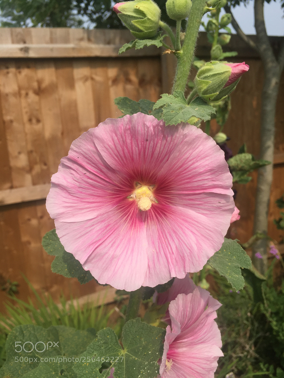 Apple iPhone 6 sample photo. In and around ely photography