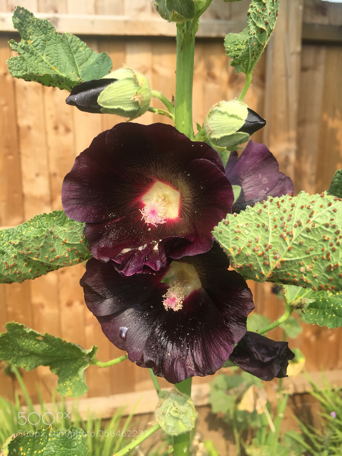 Apple iPhone 6 sample photo. In and around ely photography