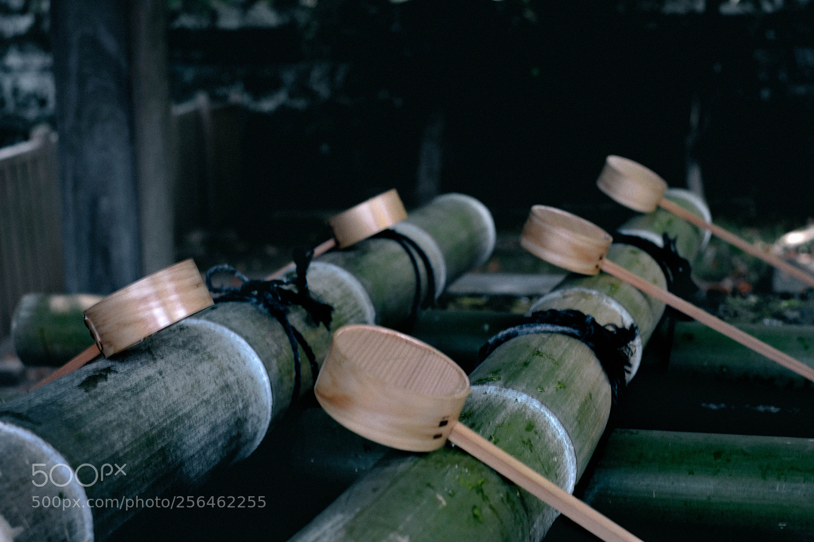 Fujifilm X-T20 sample photo. Untitled photography