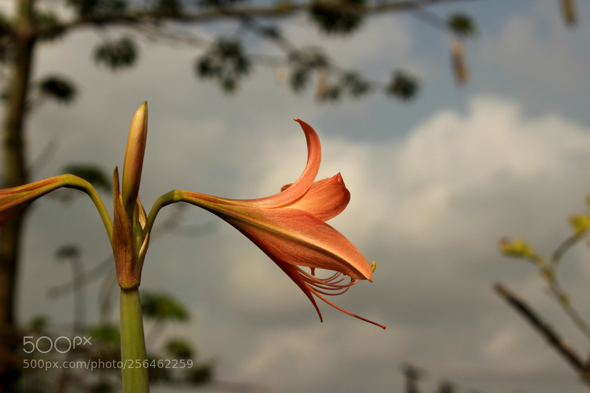Canon EOS 600D (Rebel EOS T3i / EOS Kiss X5) sample photo. Colour orange photography