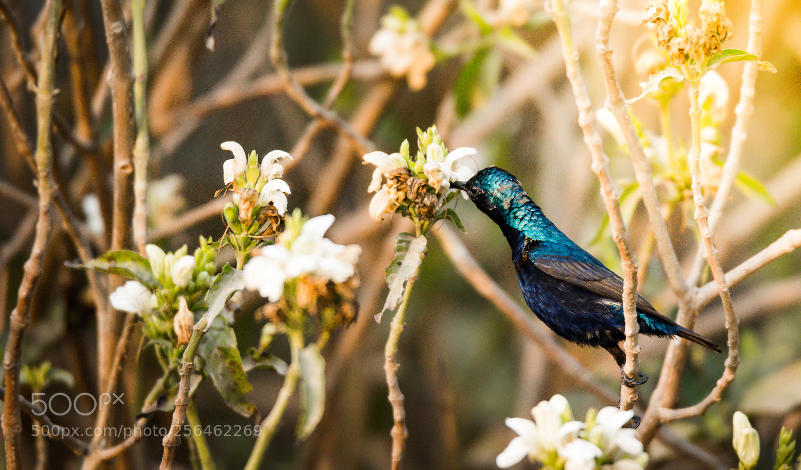 Nikon D7100 sample photo. Humming bird photography