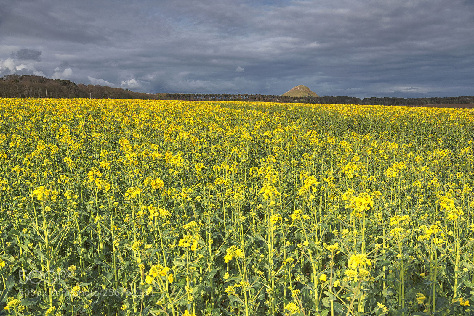 Nikon D800 sample photo. Colourful crop photography