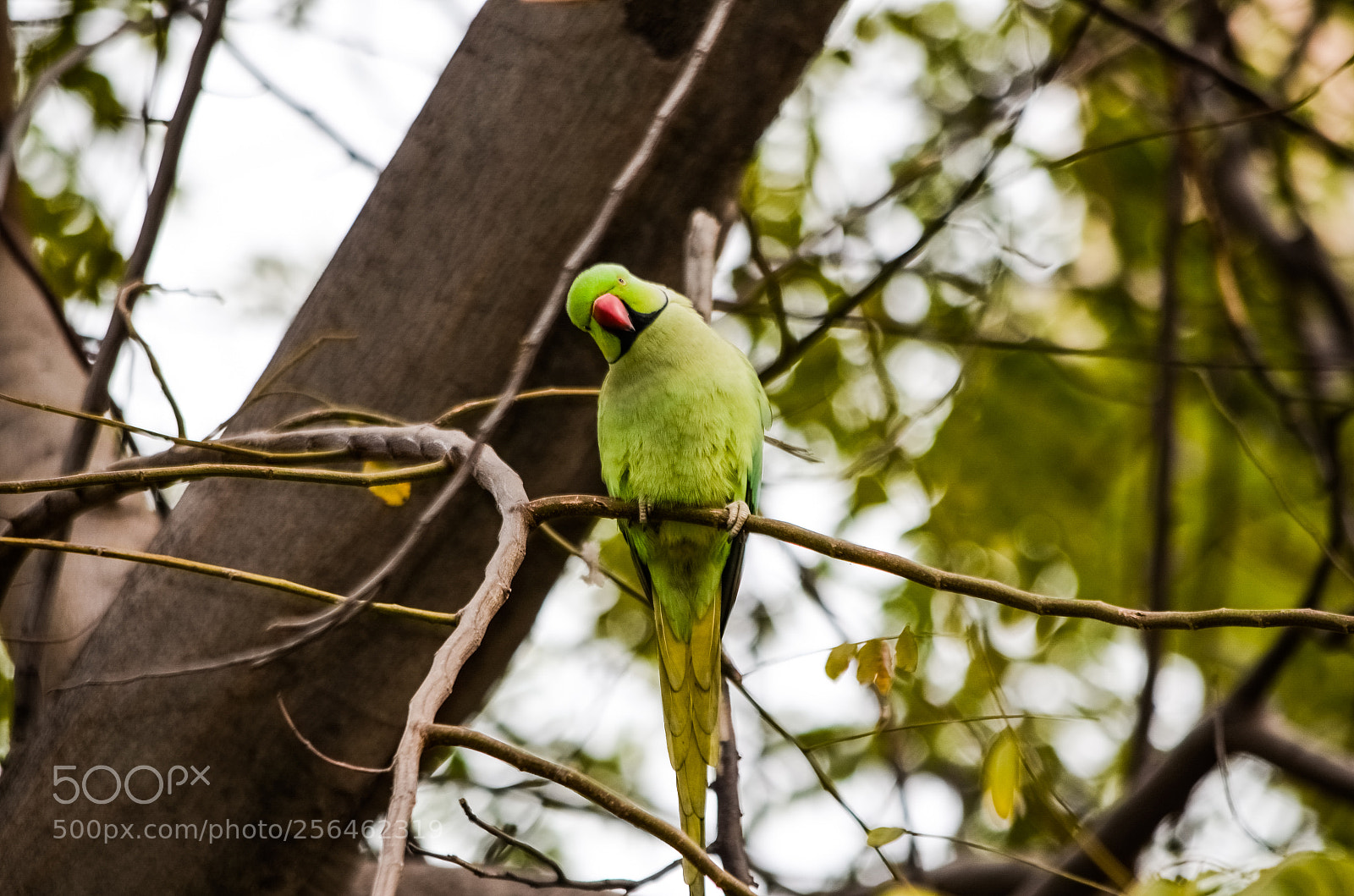 Nikon D5100 sample photo. Rose-ringed indian parakeet photography