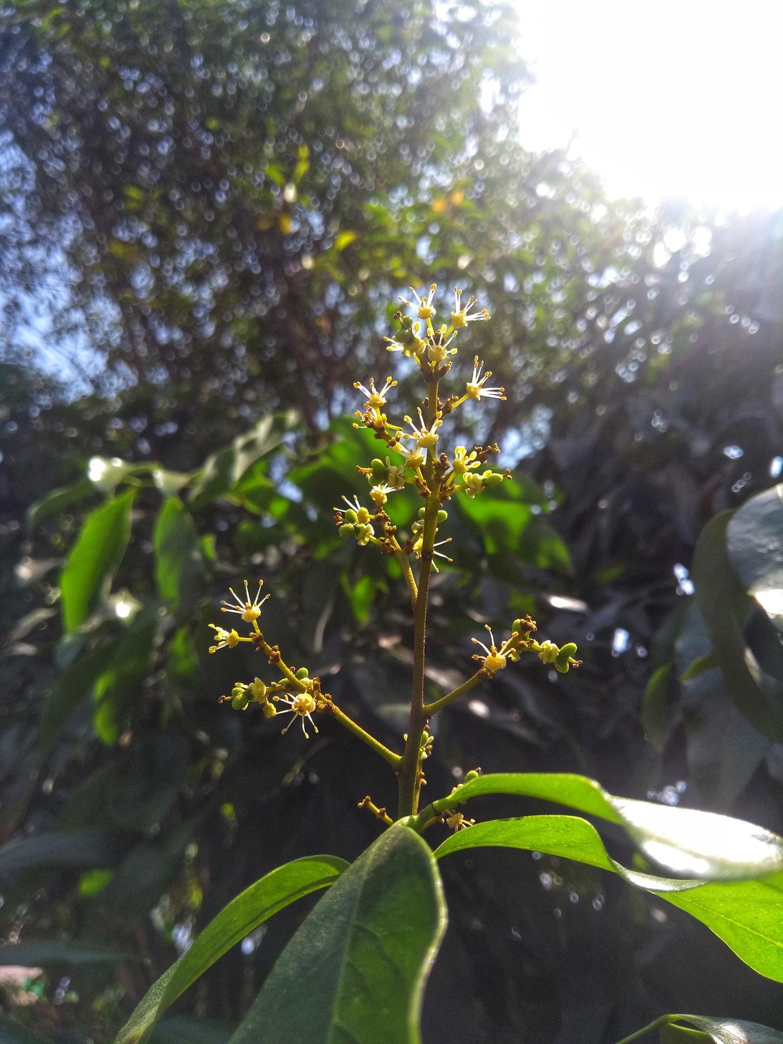 Motorola Moto G (5th Gen) sample photo
