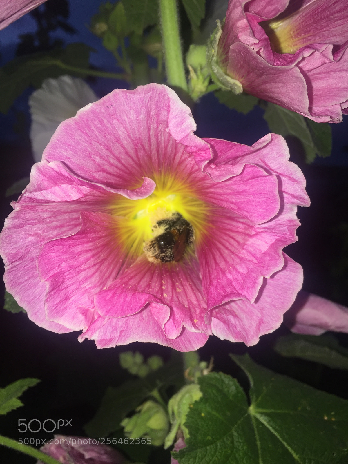 Apple iPhone 6 sample photo. In and around ely photography