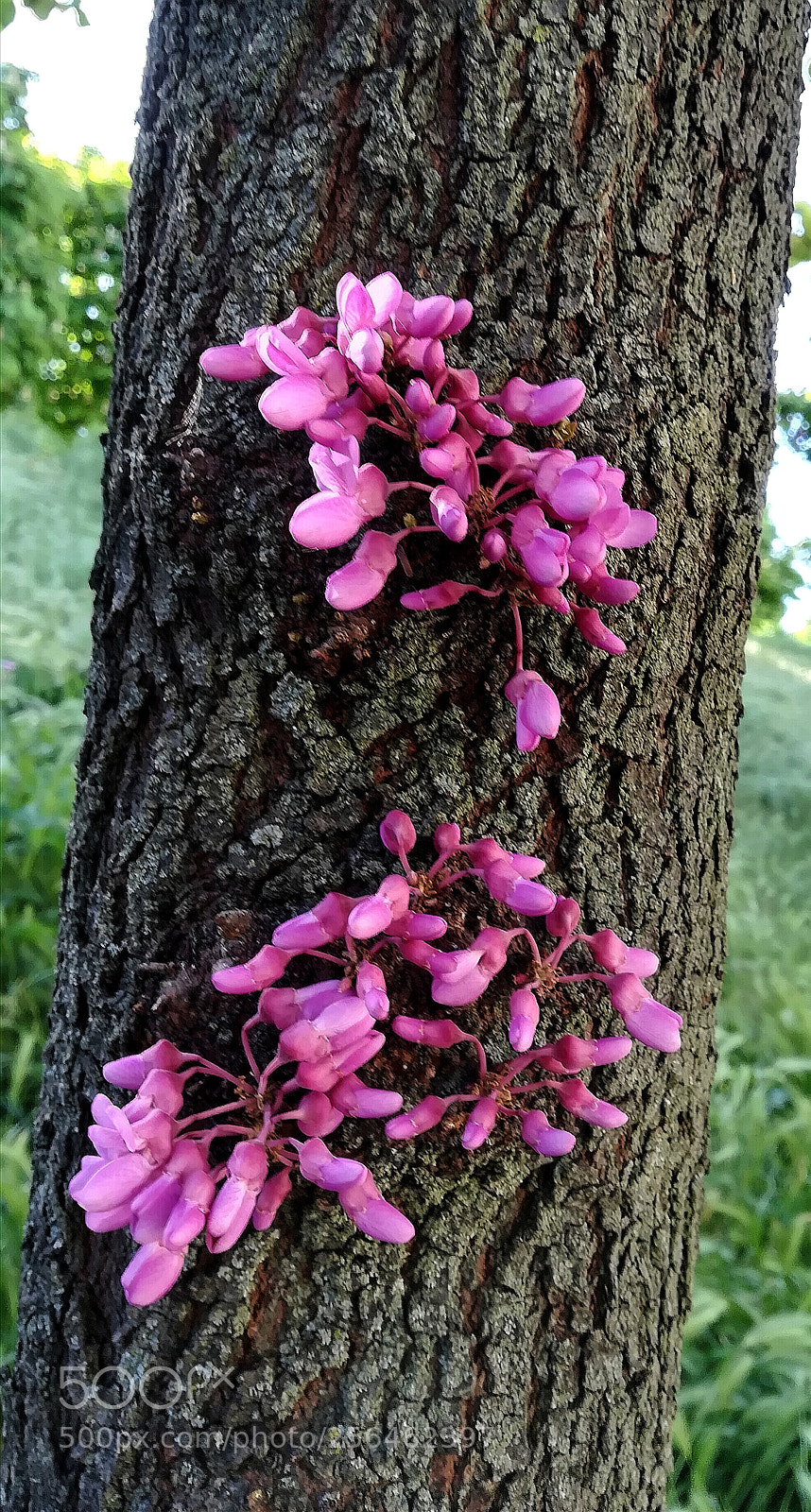 HUAWEI PRA-LX1 sample photo. Texturas photography