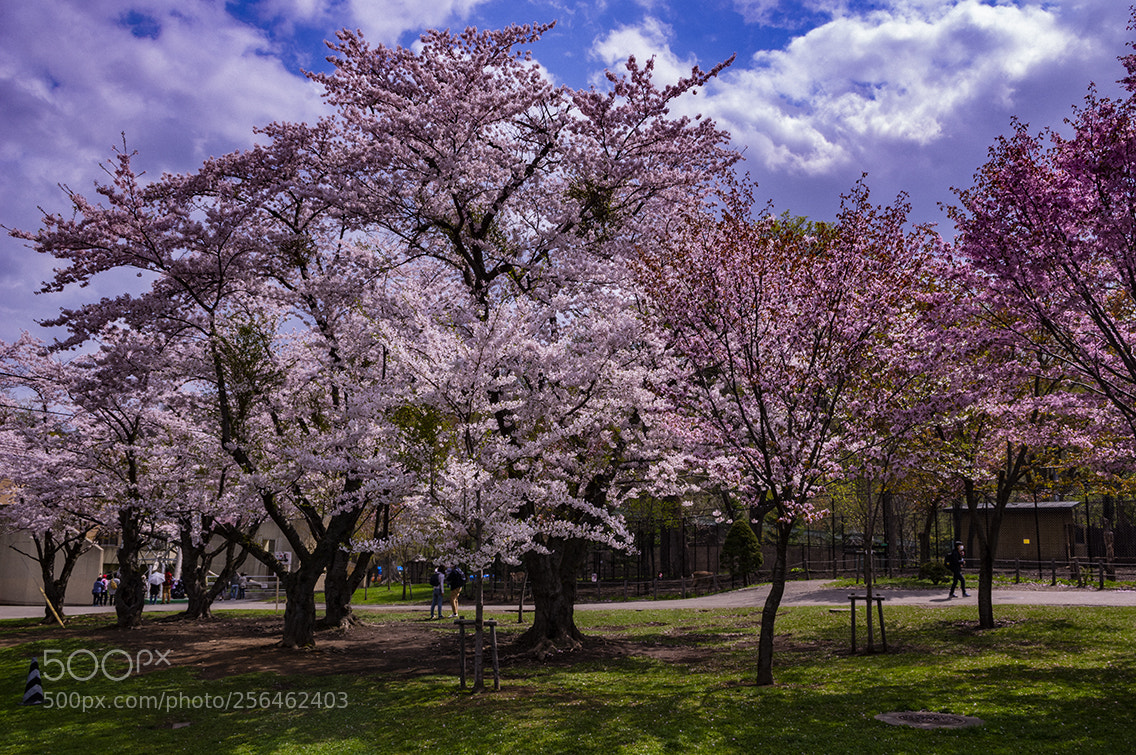 Pentax K-3 sample photo. Img photography