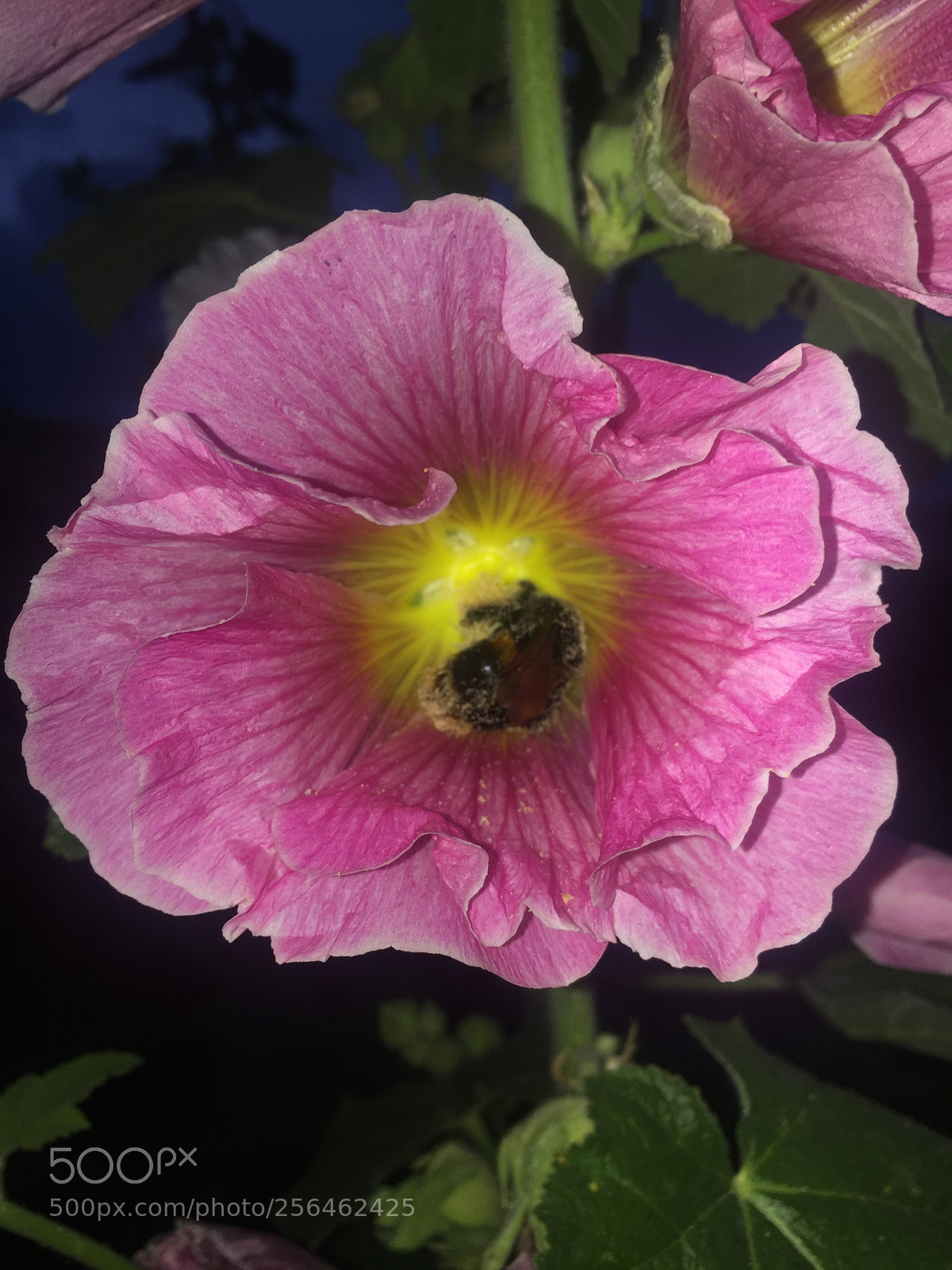 Apple iPhone 6 sample photo. In and around ely photography
