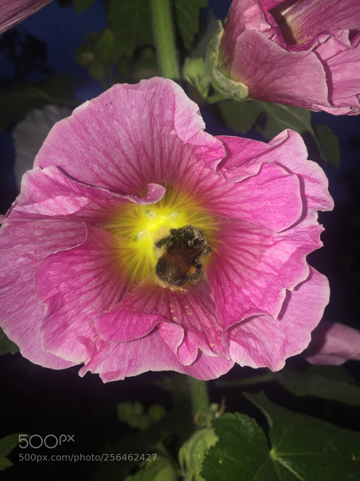 Apple iPhone 6 sample photo. In and around ely photography