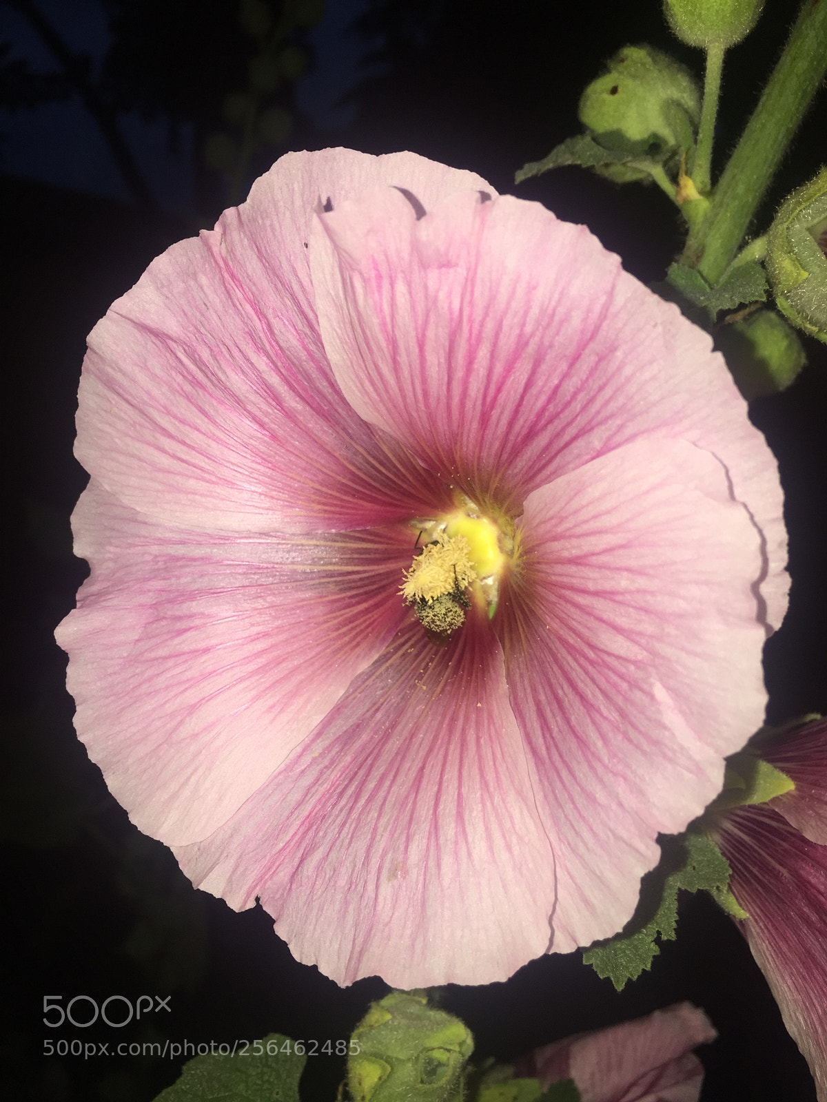Apple iPhone 6 sample photo. In and around ely photography