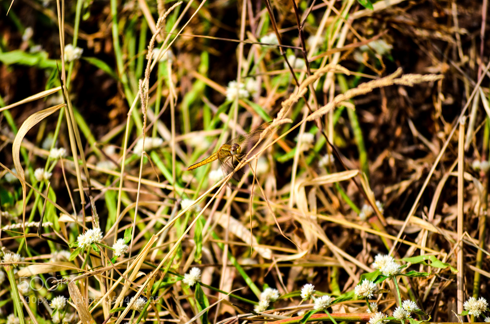 Nikon D5100 sample photo. Mini dragon. ? photography