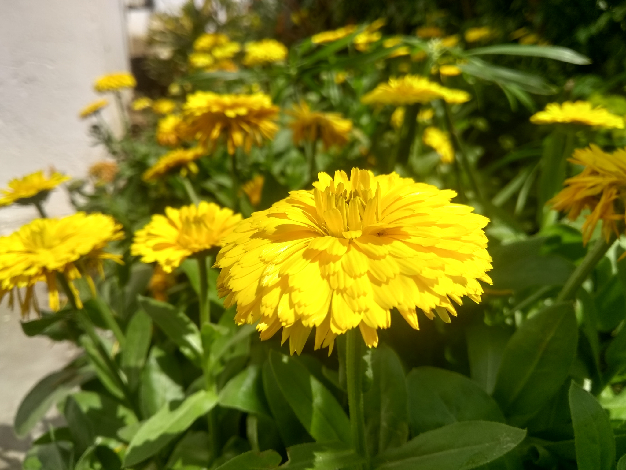 Motorola Moto G (5th Gen) sample photo