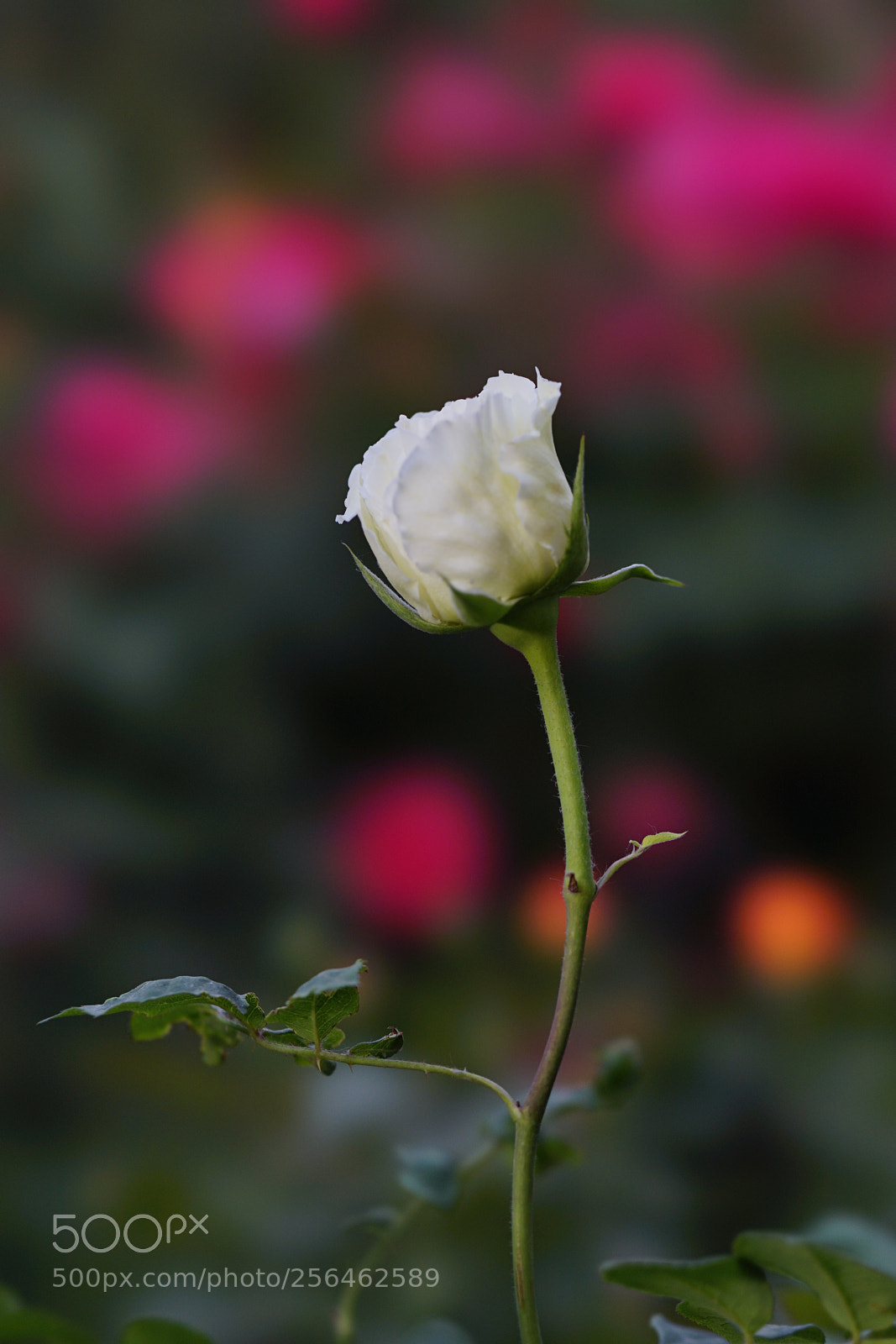 Sony a7 II sample photo. 白玉映红… photography