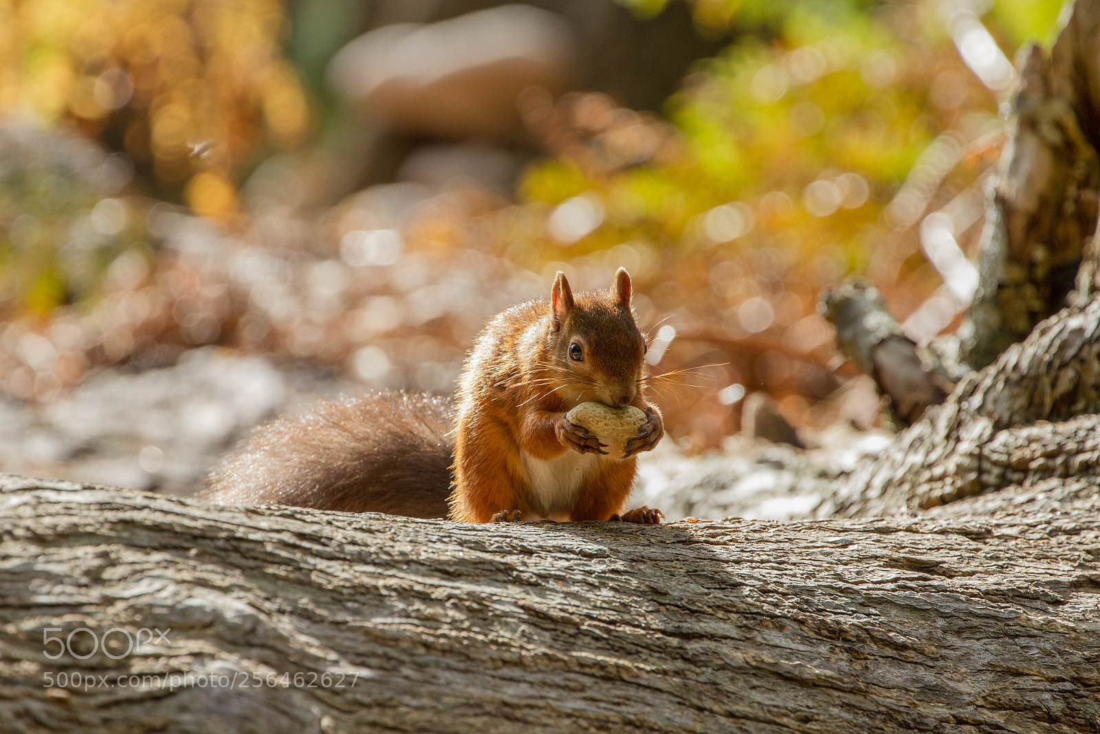 Canon EOS 7D sample photo. European red squirrel sciurus photography
