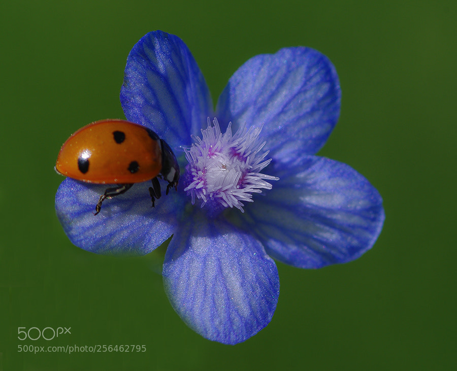 Pentax K20D sample photo. Ladybug photography